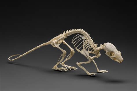Animal Skeletons Stolen From University Of Sydney 2ser
