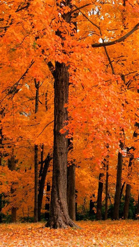 Free Download Autumn Leaves Iphone 5 Wallpaper 640x1136 640x1136 For