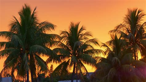 Orange Sunset Sky Palm Tree Stock Footage Video 100 Royalty Free