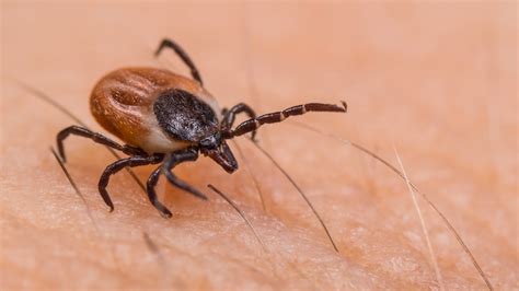 Gulf Coast Tick Native To Southeastern Us Found In Dunham Forest