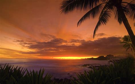 Tropical Sunset Wallpaper Landscape Nature Wallpapers In