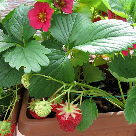 Unusual Strawberry Plants To Try Western Garden Centers