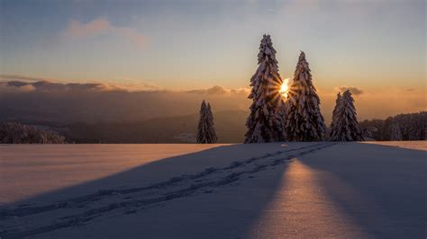 Snow Covered Pine Trees On Snow Field During Sunset Hd