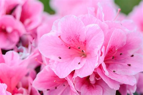 Pink Flowers Flower Nature Free Photo On Pixabay Pixabay