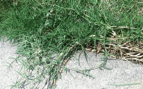 Bermuda Grass Control Lets Get Green