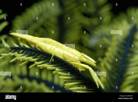 Underwater Crinoid Feather Star Hi Res Stock Photography And Images Alamy