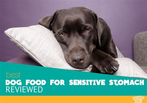 This nutrition features a perfect blend of ingredients, which ensure the proper flow of gases and healthy digestion. 7 Best Dog Food for Sensitive Stomach - 2020 Review Guide