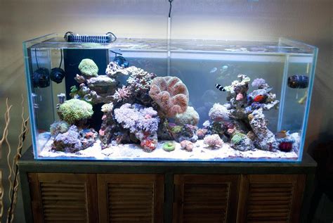 Fts January Update 75g Rimless Reef Tank X Post From Rreeftank