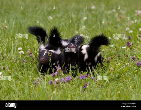 Striped Skunk Spray High Resolution Stock Photography And Images Alamy