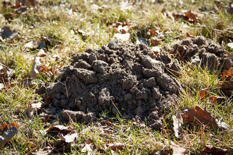 How To Stop Animals From Digging Up Your Lawn Greeland