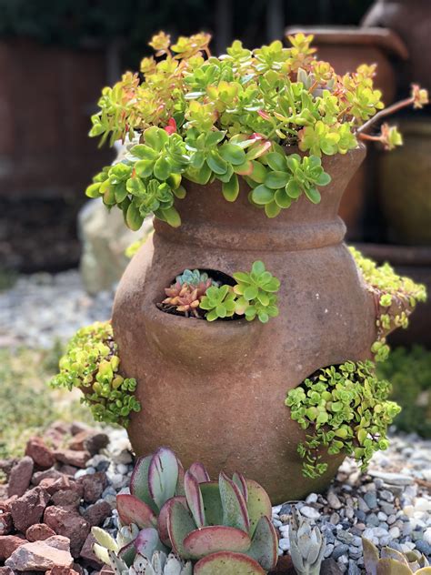 10 Succulents In Strawberry Pot