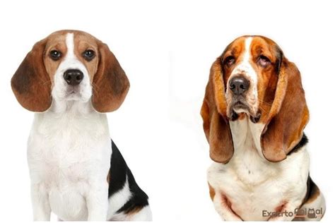 How To Tell The Difference Between A Beagle And A Basset Hound