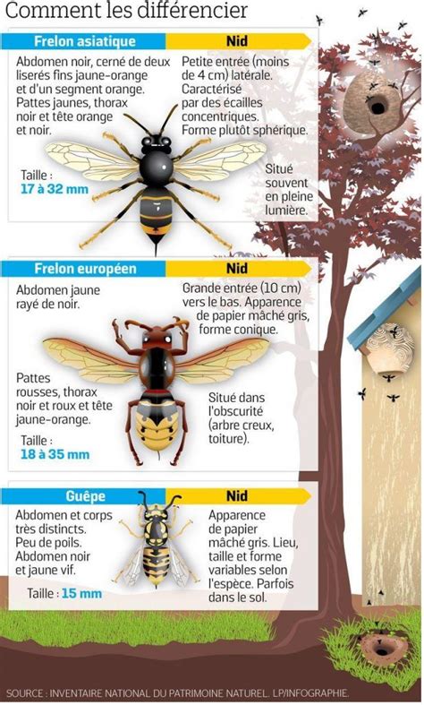 Guide Des Insectes Volants à Rayures Jaunes