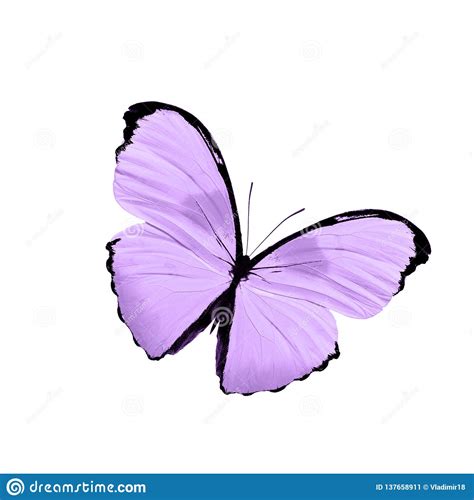 Tropical Purple Butterfly Isolated On White Background