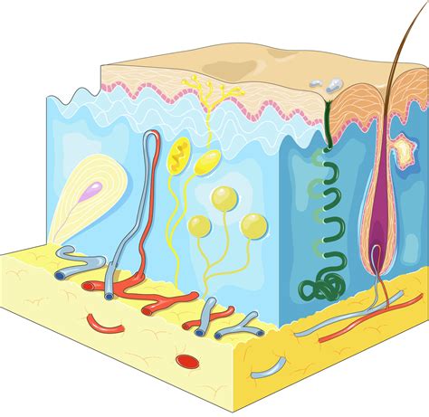 Epidermis Of The Skin Stock Vector Illustration Of