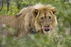 Basically, you can find it in the north america, europe, and asia. #Lions are the national animal of Albania, Belgium ...