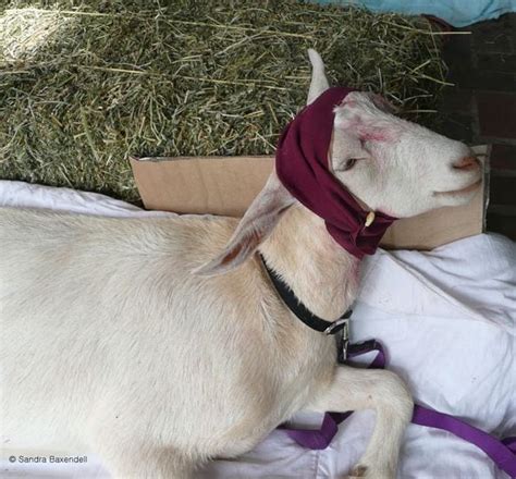 Bandaged Recovering Goat Ref 29323