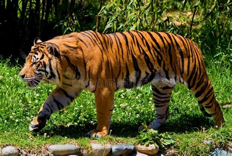 Siberian Tiger Picture Image 4581643