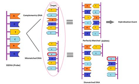The Concept Of Complementary And Mismatched Dna Sequence With Respect