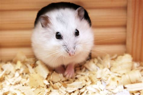 Cute Baby Hamster Picture Desktop Hd Wallpaper Download