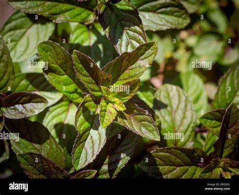 Mentha Piperita Citrata ‘chocolate Hi Res Stock Photography And Images