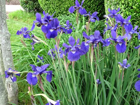 Siberian Iris From My Mom With Images Plants Garden Fun