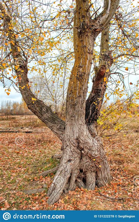 Trunk Of An Old Tree Late Fall Landscape Stock Photo Image Of