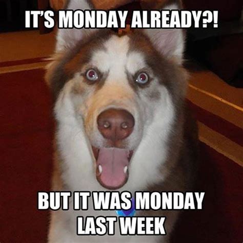 ☕ 50 Funny Monday Memes Meme Central