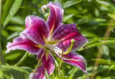 Everything You Need To Know About The Stargazer Lily