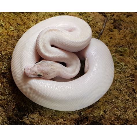 Python Regius Ivory Reptiles Farmch