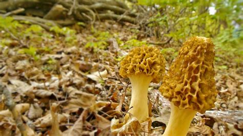 How To Find Wild Morel Mushrooms