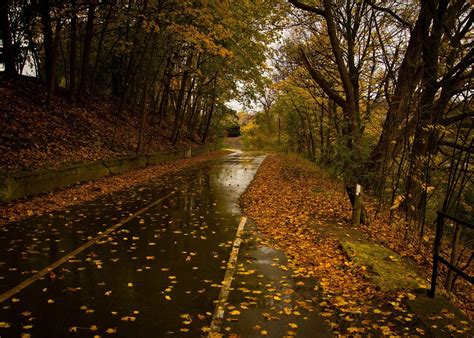 Wet Road Rainy Day Leaves Fall Autumn Hd Wallpaper