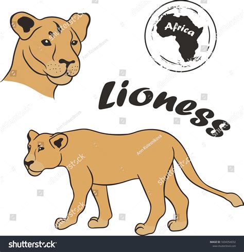 Lioness Vector Image Isolated On White Stock Vector Royalty Free
