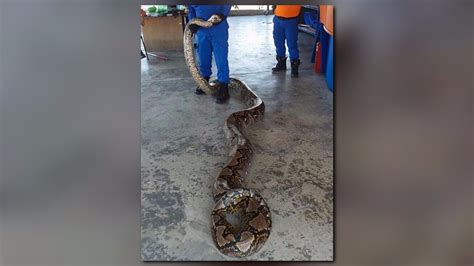 26 Foot Long Python Might Be Longest Snake Ever Caught