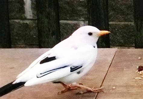 Rare White Blackbird Caught On Camera In British Garden Nature News