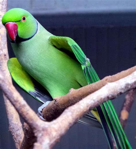 Information About The Gentle And Loyal Indian Ringneck Parakeets