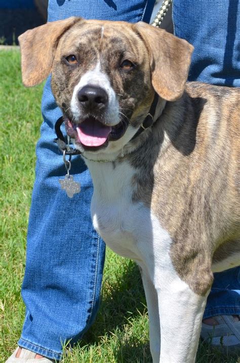 Bullies gets along with other animals. American Bulldog Puppies For Sale In Texas - Wayang Pets