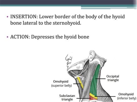Suprahyoid And Infrahyoid Muscles