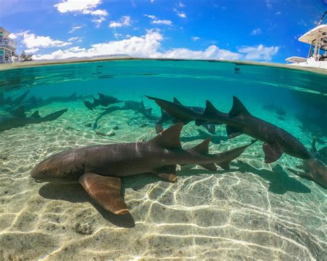 Photographed These Friendly Nurse Sharks With A Gopro8 And Dome At