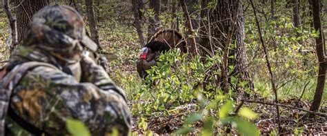 Turkey Hunting Tips For Beginners The Best And Most Complete Hunting Tips