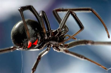 Black Widow Spider Invasion From Us Sparks Fear Of Lethal Bites Daily