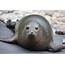 More Than 7000 Dead Seals Found Along Namibia  Burning Issues