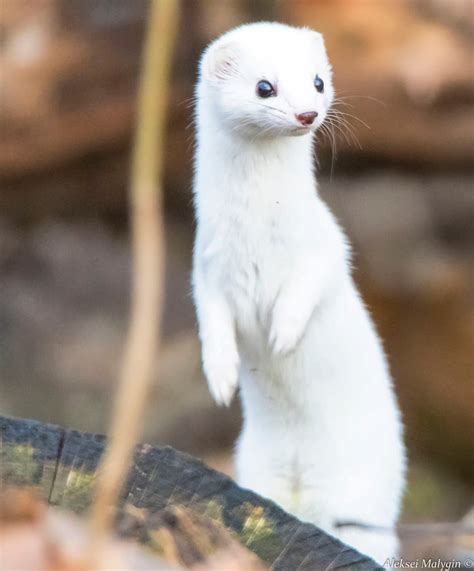 Colorado Weasels Ferrets Mountains Peepsburghcom