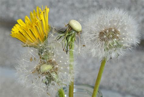Free Image On Pixabay Dandelion Spring Close Up Nature Dandelion