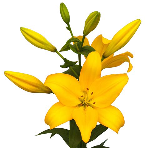 Yellow Asiatic Lily La Hybrid Bulbs For Sale Online Beau Soleil