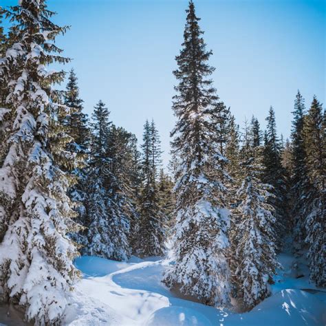 Fir Forest Covered With Snow Stock Image Image Of Snow Branch 103474203