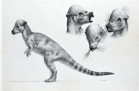 Original Concept Artwork Of Pachycephalosaurus From The Lost World