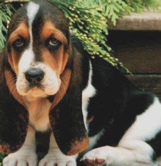He is an average sized dog known for being social, playful, loyal and quite intelligent. Miniature Basset Hound Puppies and Dogs | Miniature basset hound, Hound puppies, Basset hound puppy