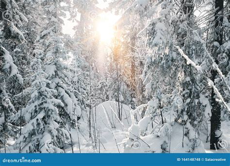 Sun Shining Through Deep Snowy Coniferous Forest Stock Photo Image Of