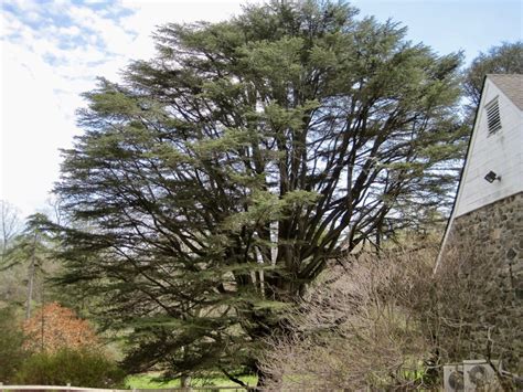 The Cedar Of Lebanon Witness To History Tyler Arboretum